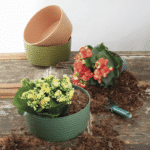 CIOTOLA SAONA - Image 3