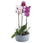 CIOTOLA SAONA - Image 4